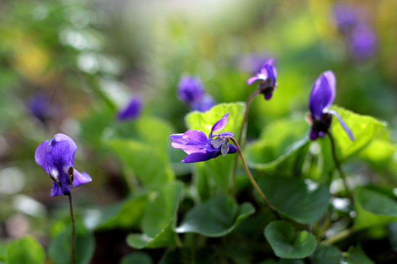 Inheemse-plantmaarts-viooltje-viola odorata-wilde-vroege-voorjaarbloeier